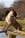 Haida - Triola Cane Corso